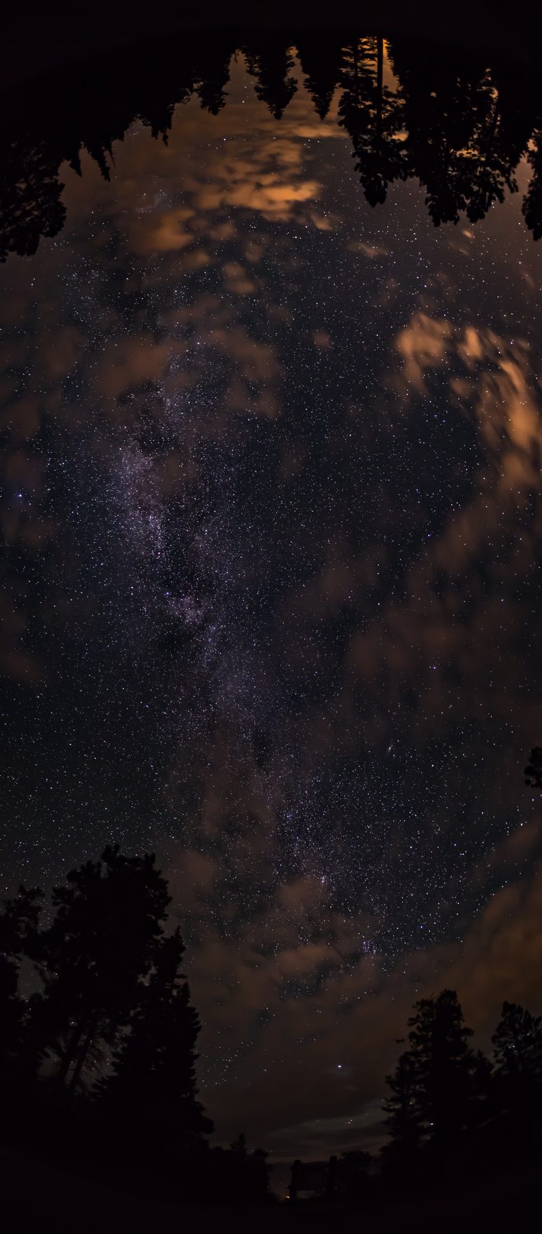 The Milky Way seen straight up through a ring of silhouetted treetops