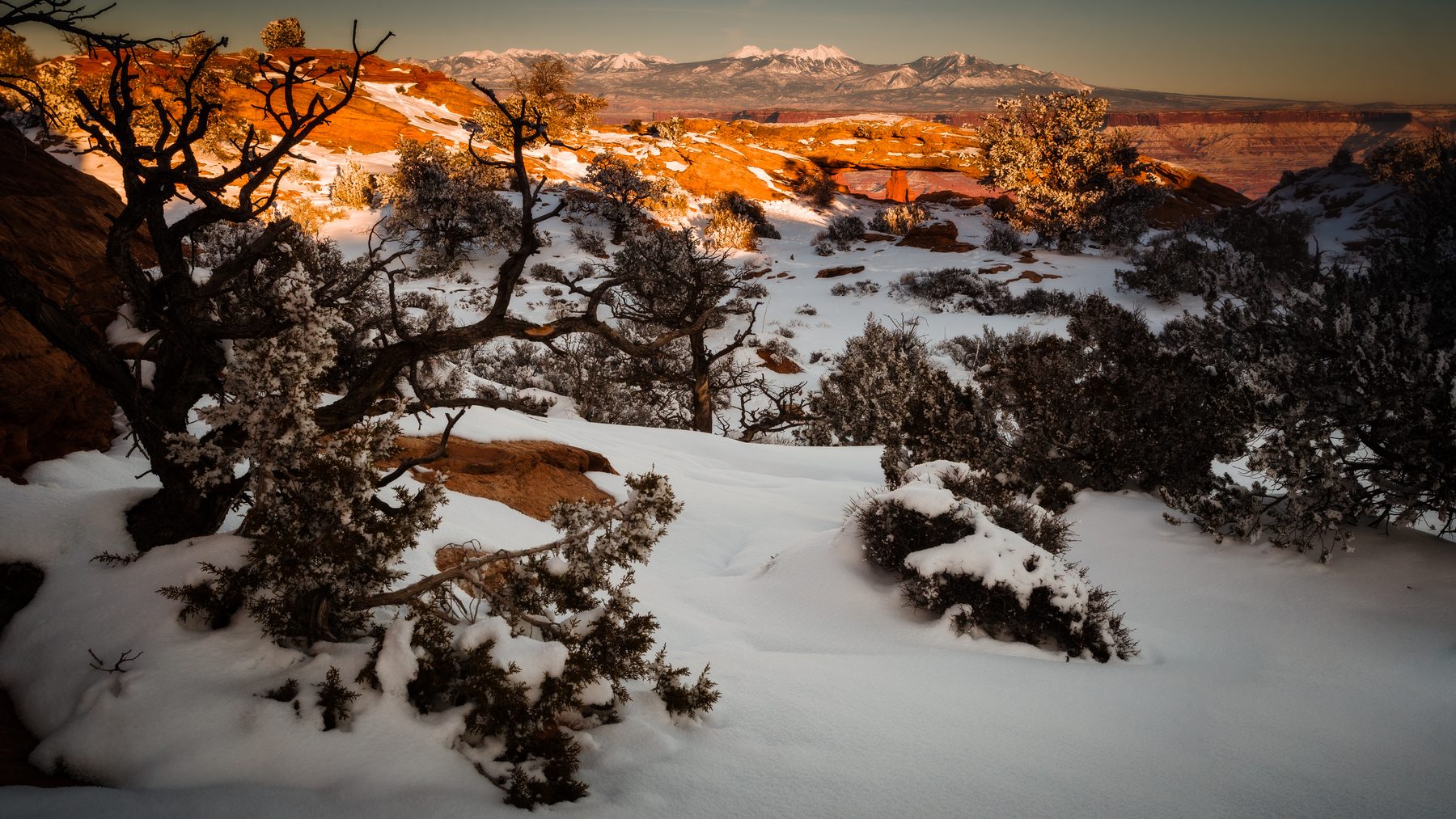 A wind-bent juniper on a snowy canyon rim with distant peaks lit by sunrise