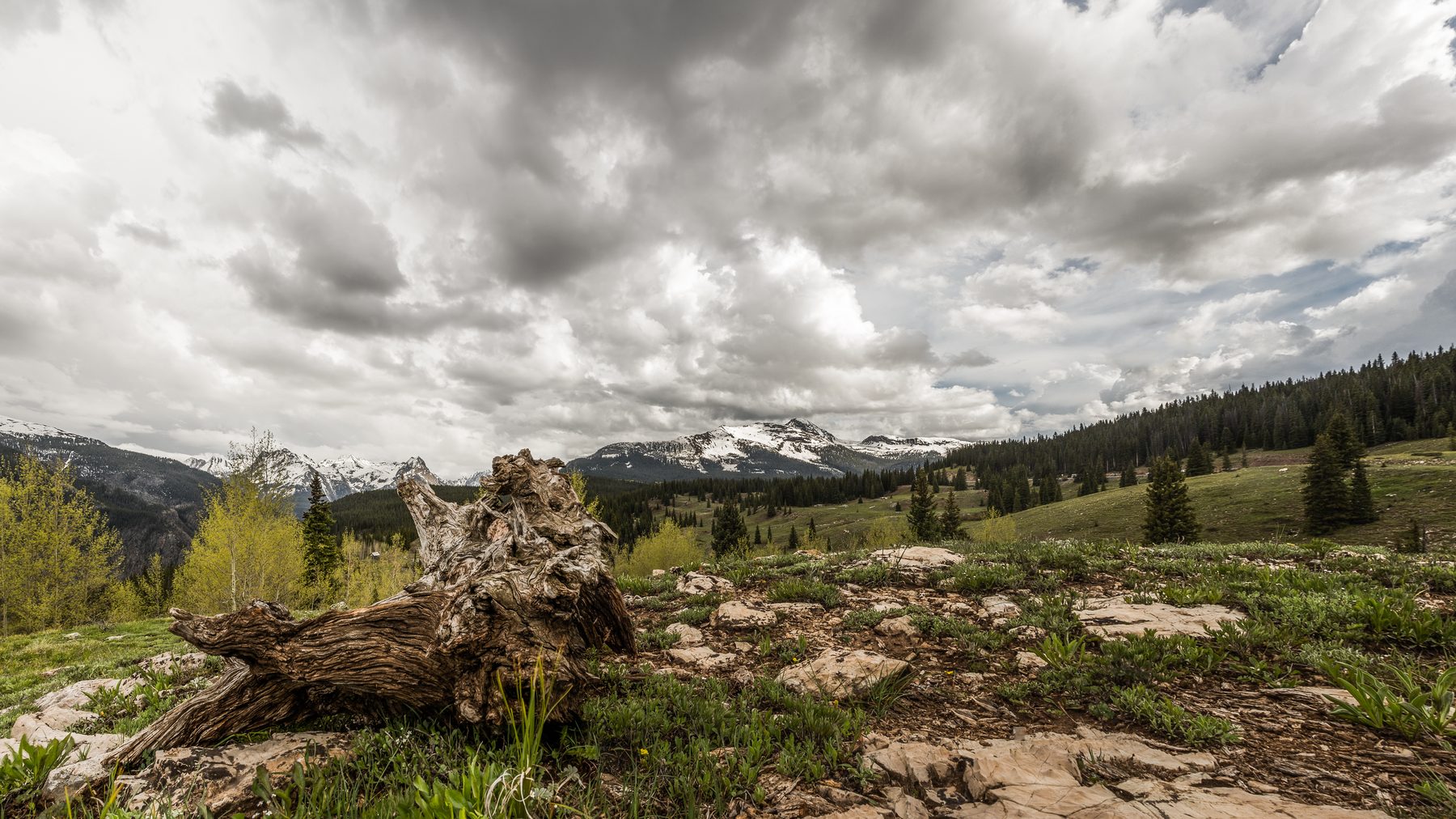 A bleached driftwood stump in an alpine meadow under a heavy grey sky