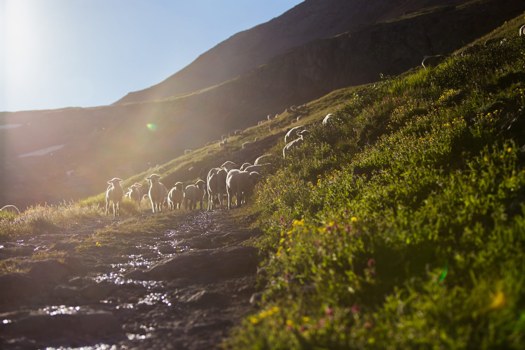 A flock of sheep grazing a steep green slope into low backlight