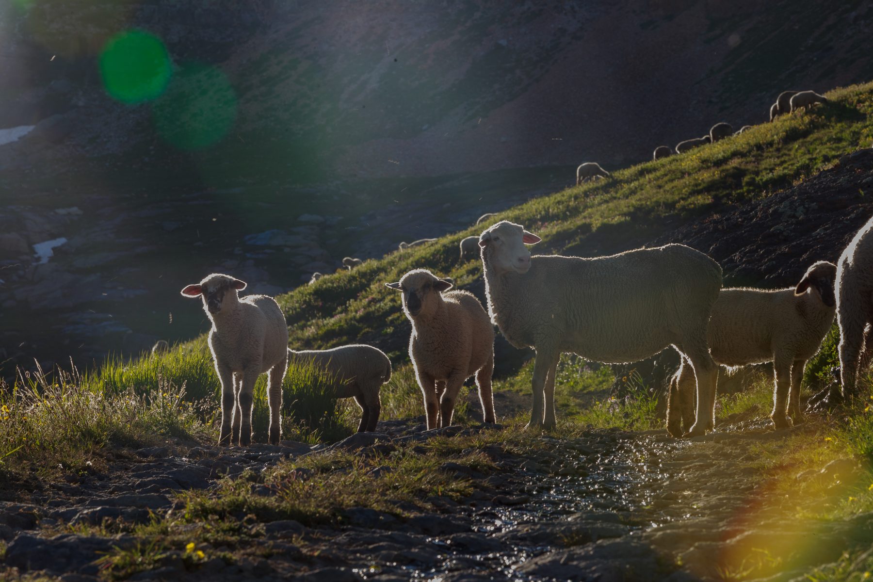 Backlit sheep and lambs on an alpine slope, sun flare across the frame