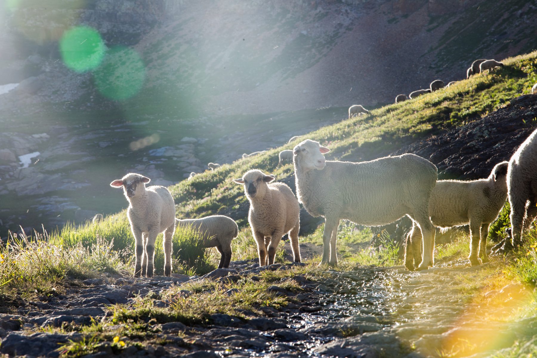 Lambs and ewes standing in heavy backlight on a high mountain slope