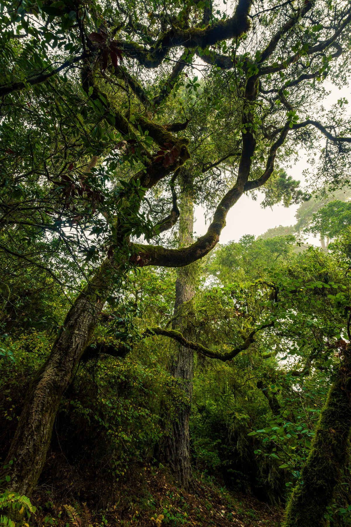 A heavily twisted oak in dense green coastal woodland