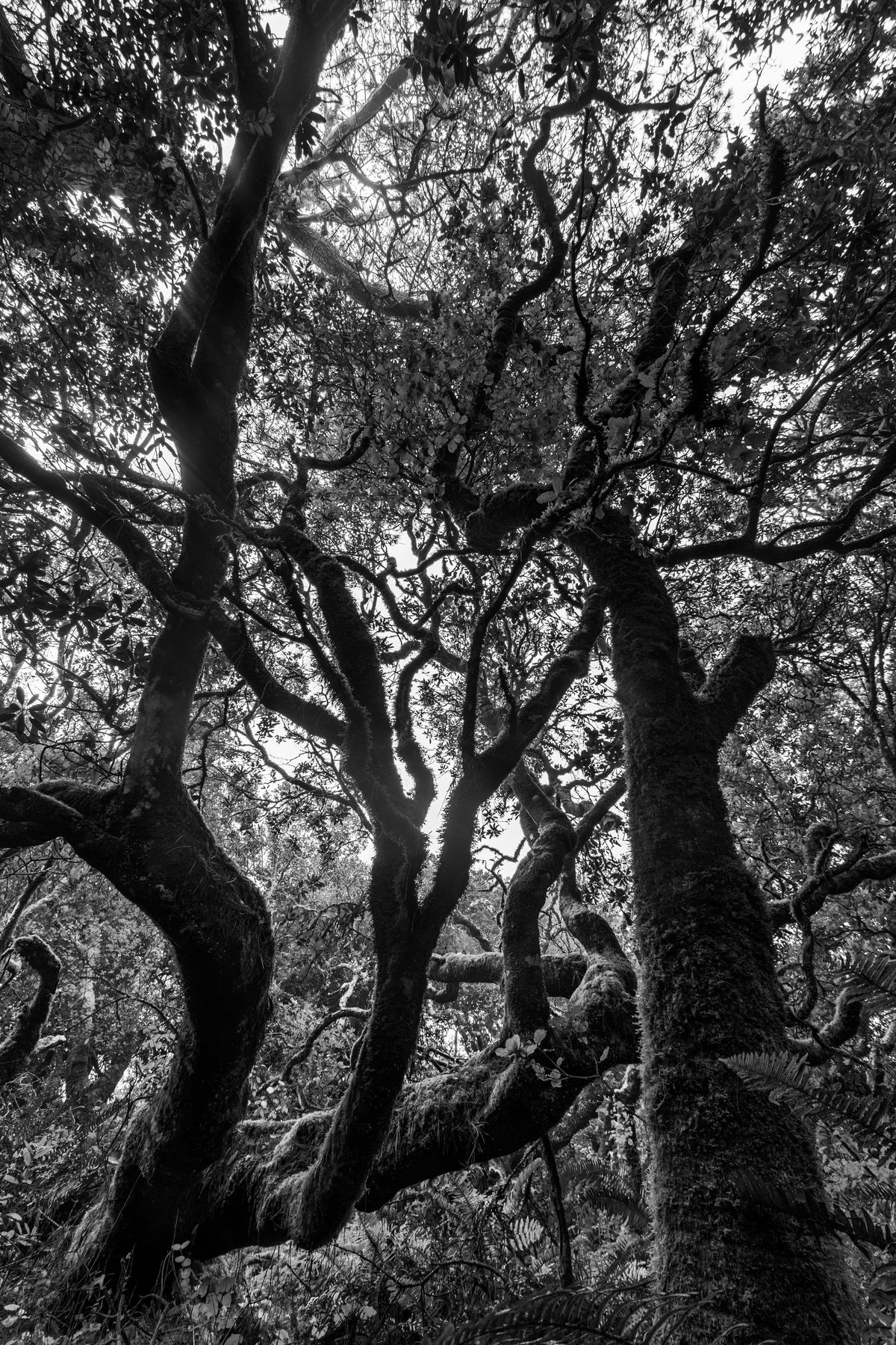 A black and white tangle of bare branches shot upward into the canopy