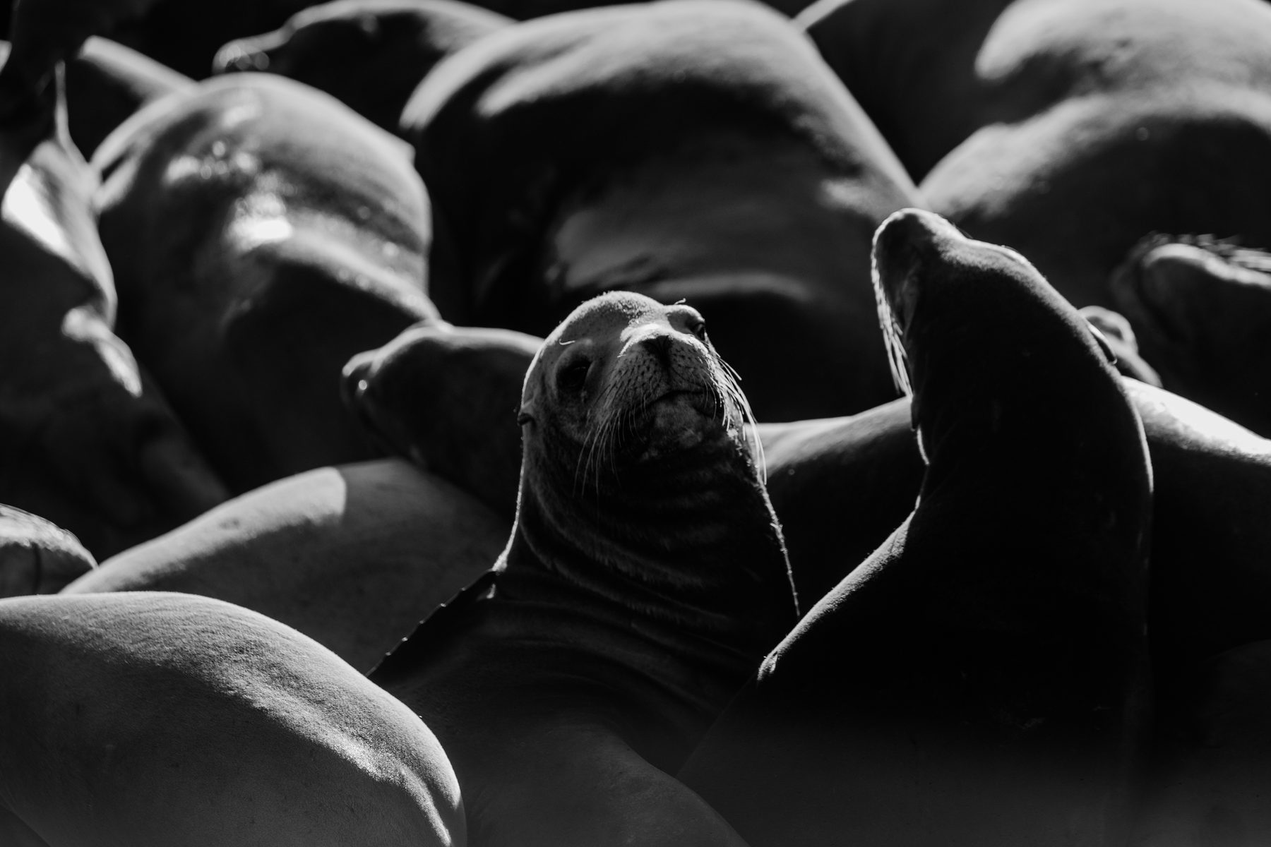 A black and white close study of sea lions piled together asleep