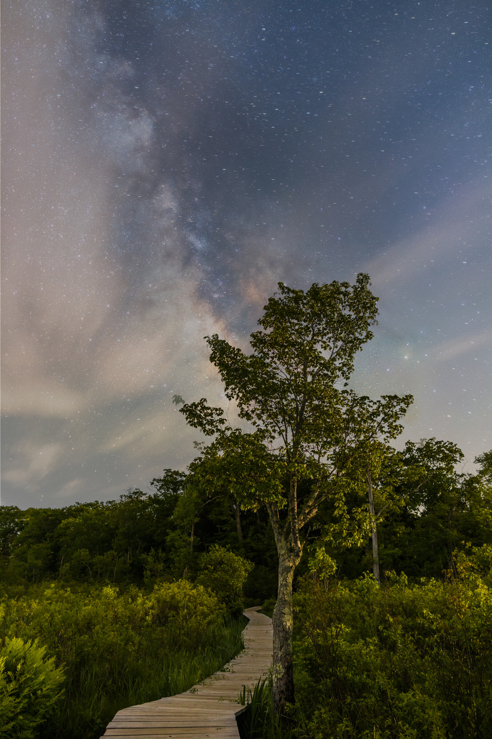 Vertical view of a wooden boardwalk curving through a marsh in dim moonlight, a single tree silhouetted against the Milky Way core in a hazy sky