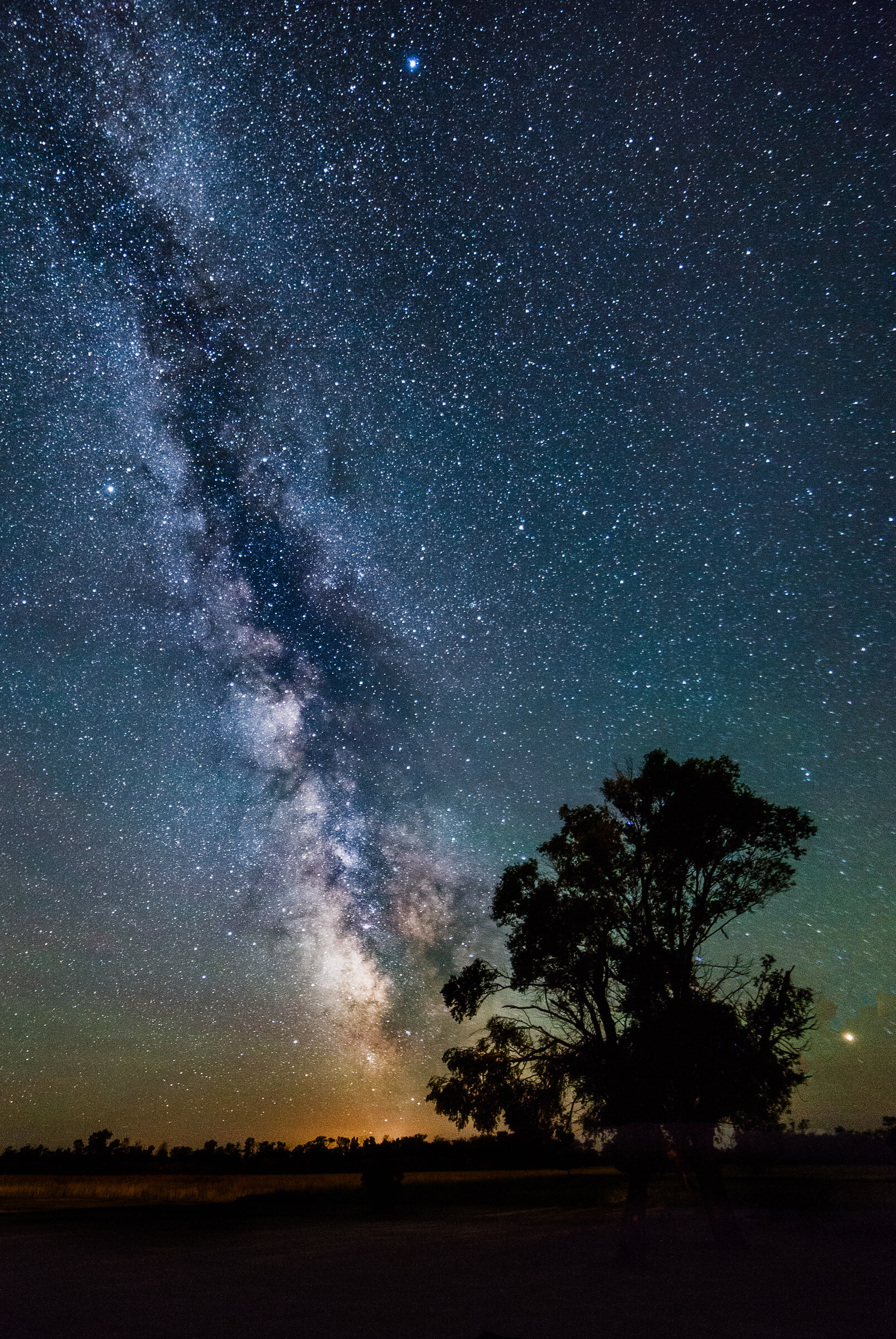 Vertical view of a single tree silhouetted against the Milky Way core rising vertically in the night sky, faint horizon glow at the bottom