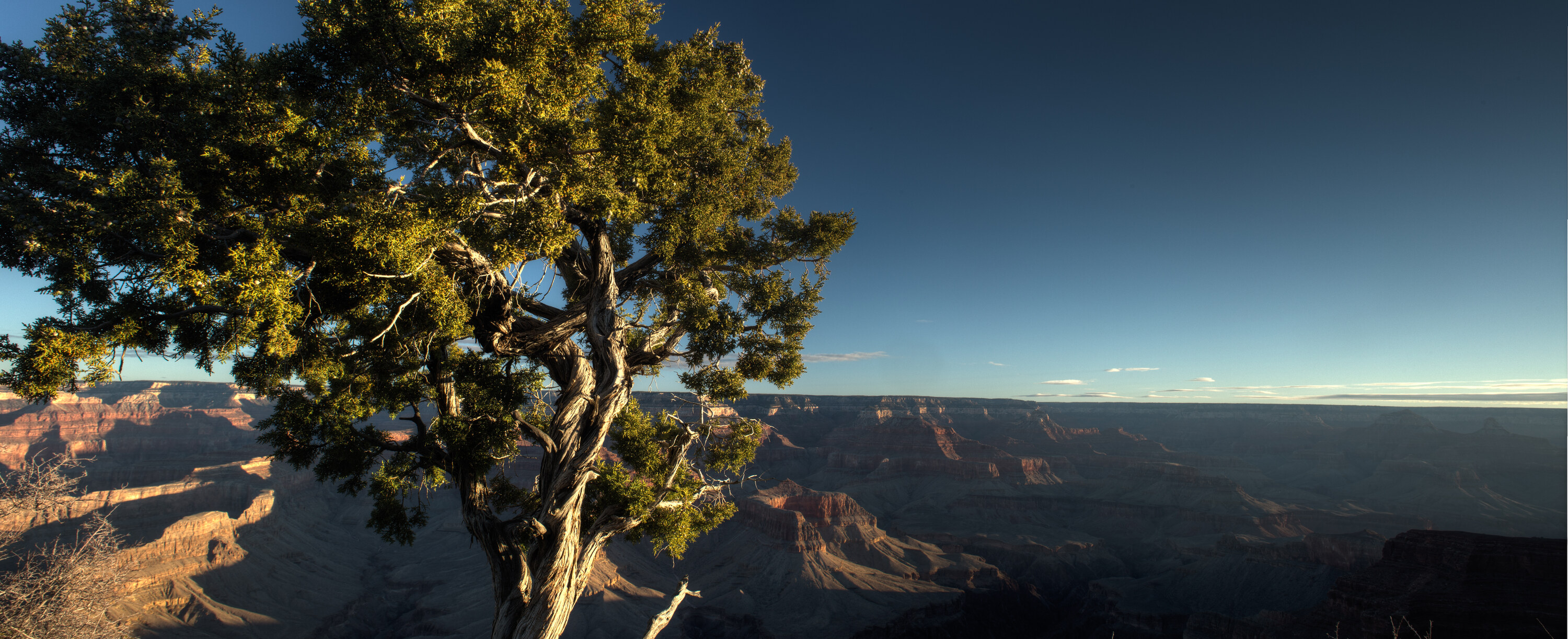 Wide panoramic of a gnarled juniper tree on the Grand Canyon south rim with the deep canyon stretching out behind it under a calm blue sky