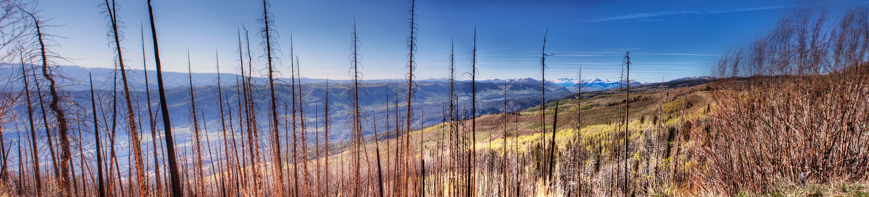 Wide panoramic of a high-altitude landscape recovering from wildfire, charred standing dead trees in the foreground, regrowing aspens in green and gold, snow-capped mountains in the distance