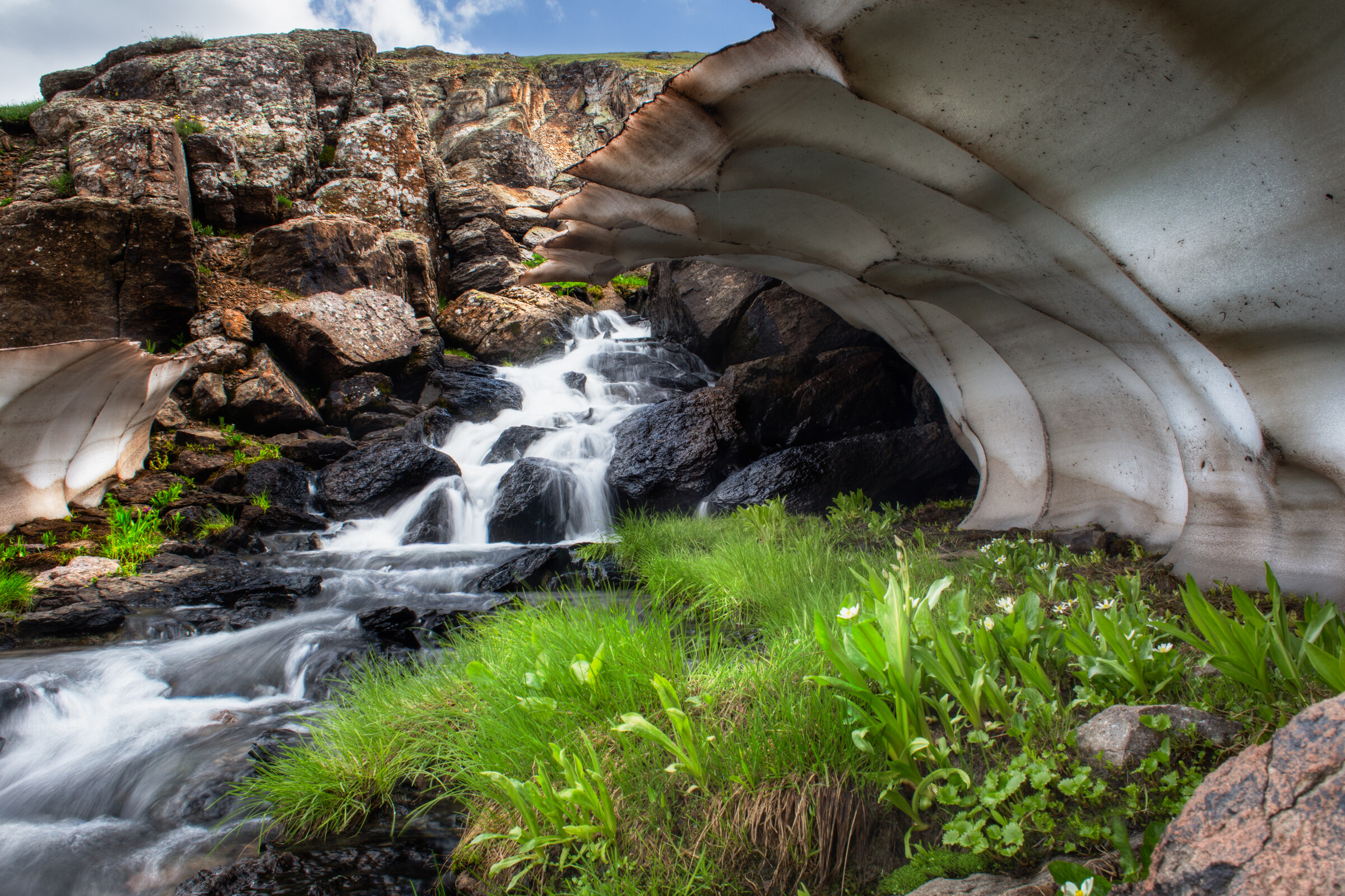 Wide landscape of a cascade dropping through rocks with a large snow overhang on the right, a foreground bed of white alpine wildflowers and grasses