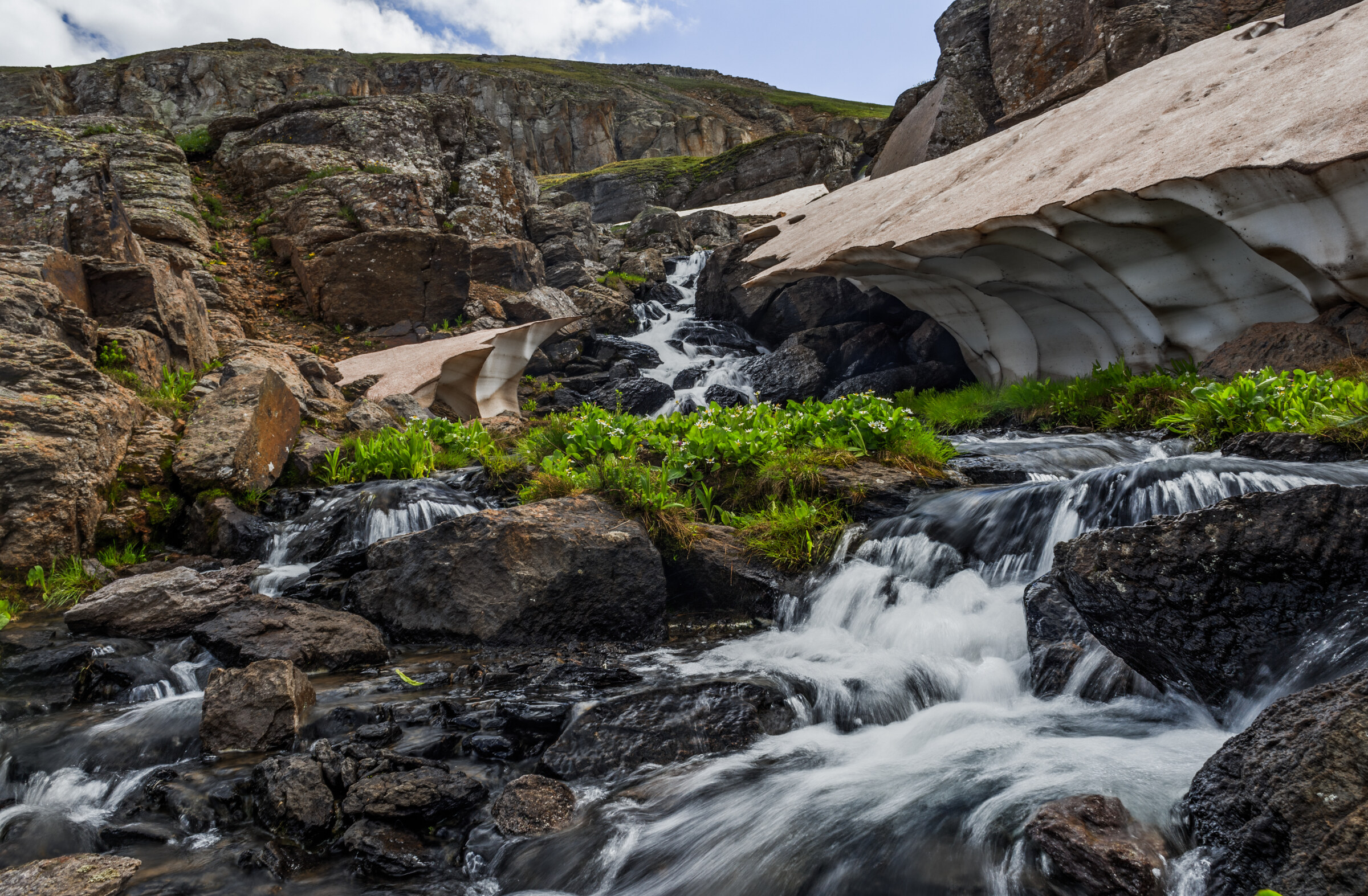Cascade flowing out of a tunnel carved through a melting snow pack, alpine wildflowers and grasses around the rocks, blue sky and mountain ridges beyond