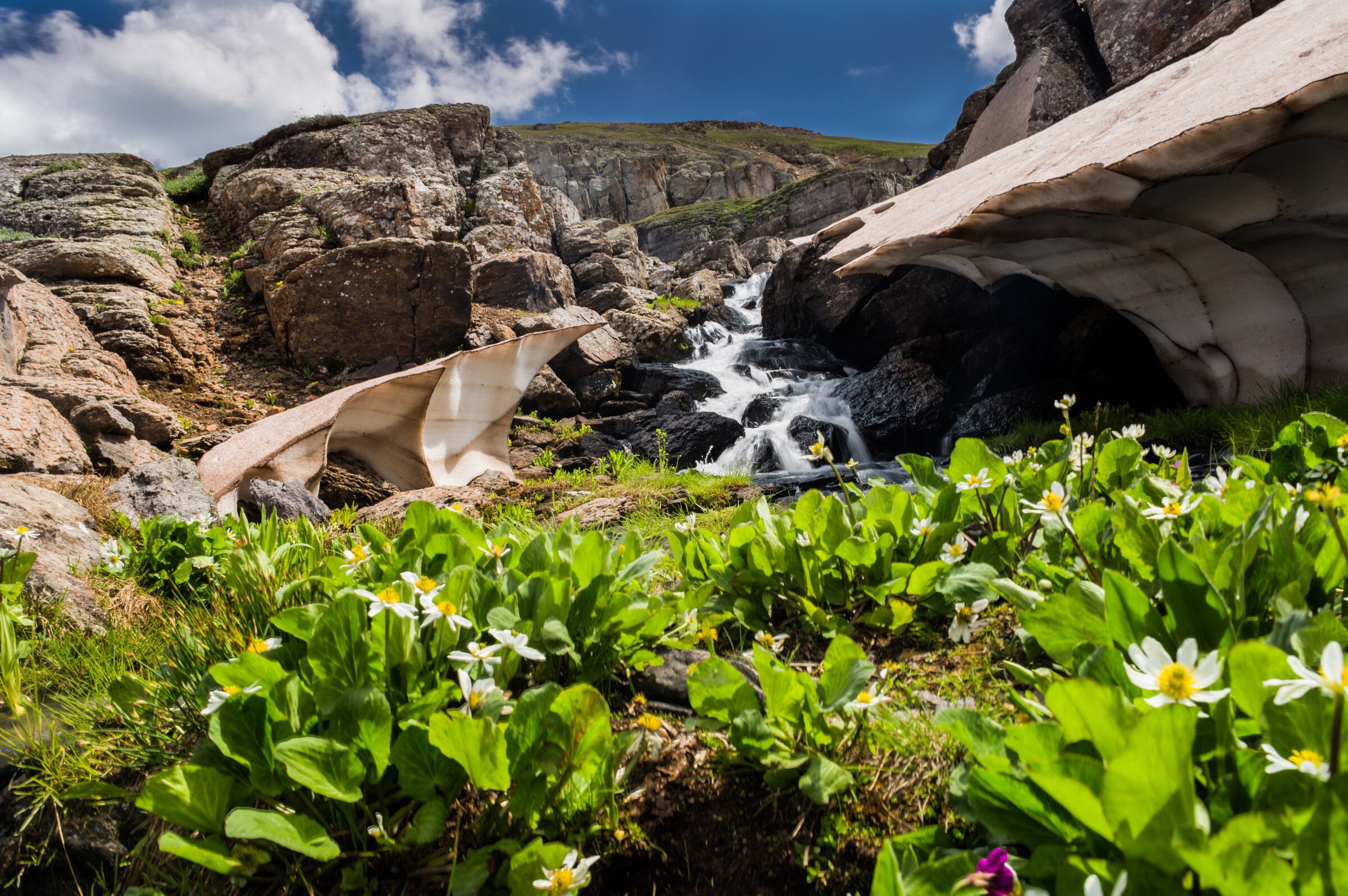 Wide low-angle landscape of a snowmelt stream with snow overhangs and a foreground of white and pink alpine wildflowers in bloom